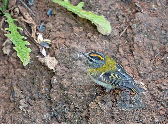 Madeira firecrest (Regulus madeirensis) on Madeira. stock-image by Agami/Pete Morris,