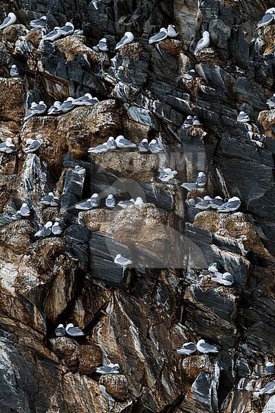 Black-legged Kittiwake, Drieteenmeeuw, Rissa tridactyla, Norway, adult stock-image by Agami/Ralph Martin,