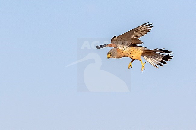 Lesser Kestrel (Falco naumanni) in Spain. Male in flight. stock-image by Agami/Oscar Díez,