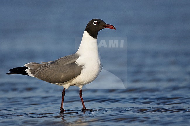 Adult breeding 
Galveston Co., TX, 
April 2007 stock-image by Agami/Brian E Small,