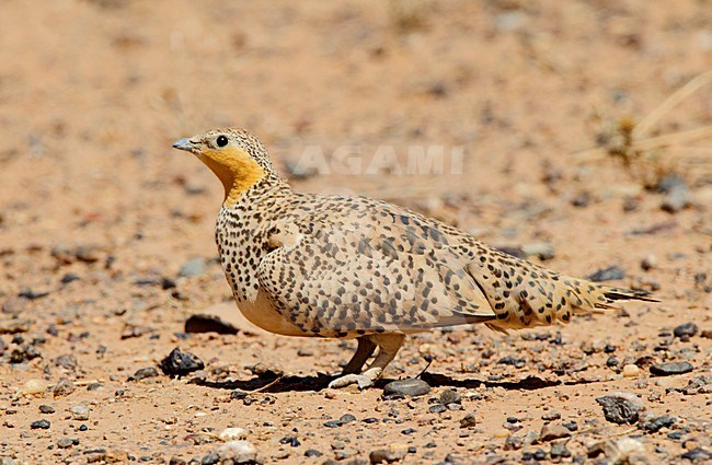 Female Spotted Sandgrouse (Pterocles senegallus) standing in the desert of Morocco. stock-image by Agami/Roy de Haas,