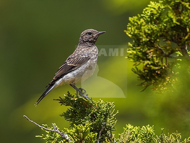 Juvenile Cyprus Wheatear on a branch in Troodos, Cyprus. June 2015. stock-image by Agami/Vincent Legrand,
