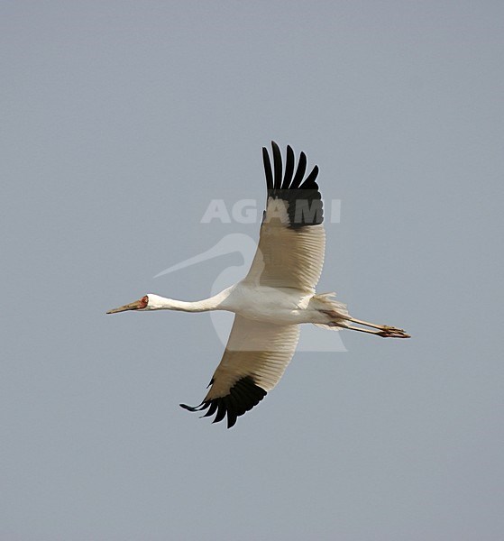 Siberische Witte Kraanvogel, Siberian Crane, Leucogeranus leucogeranus stock-image by Agami/Pete Morris,