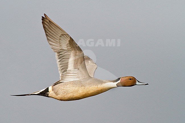 Northern Pintail (Anas acuta) flying in Victoria, BC, Canada. stock-image by Agami/Glenn Bartley,