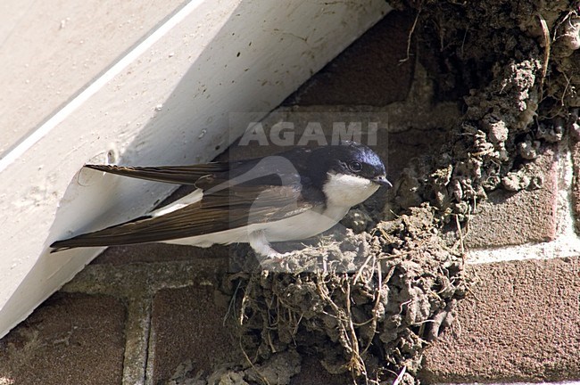 House Martin building nest, Huiszwaluw nest bouwend stock-image by Agami/Wil Leurs,