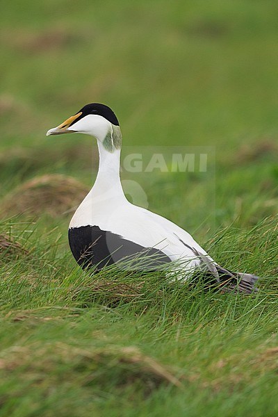 Common Eider (Somateria mollissima), adult male standing on the grass stock-image by Agami/Saverio Gatto,