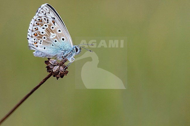 Chalk-hill Blue, Polyommatus coridon stock-image by Agami/Wil Leurs,