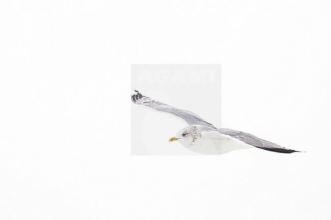 Stormmeeuw in de sneeuw Nederlands, Mew Gull in the snow Netherlands stock-image by Agami/Menno van Duijn,