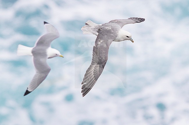 Northern Fulmar (Fulmarus glacialis auduboni), adult in flight together with a Black-legged Kittiwake (Rissa tridactyla) stock-image by Agami/Saverio Gatto,