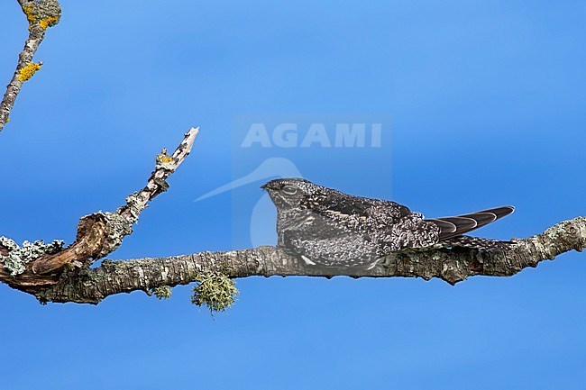 Amerikaanse Nachtzwaluw, Common Nighthawk stock-image by Agami/David Monticelli,