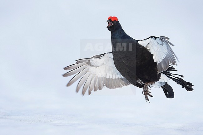 Adult male Black Grouse (Lyrurus tetrix tetrix) at a lek in Germany during early spring with lots of snow. Jumping during courtship. stock-image by Agami/Ralph Martin,