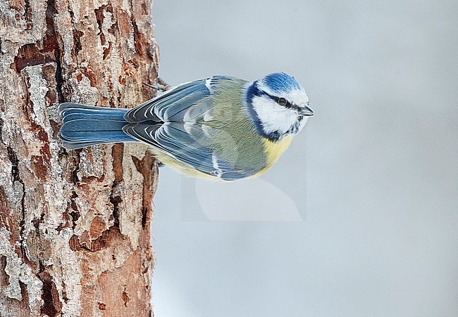 Blue Tit (Cyanistes caeruleus) during winter in Finland. stock-image by Agami/Markus Varesvuo,