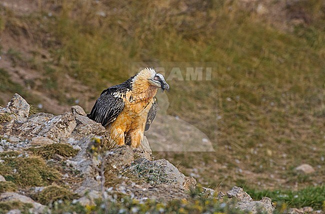 Bearded Vulture perched, Lammergier zittend stock-image by Agami/Alain Ghignone,