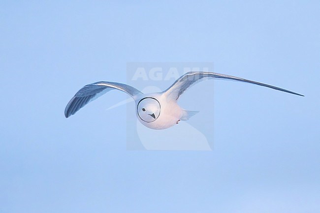 Adult Ross's Gull (Rhodostethia rosea) in breeding plumage flying over the arctic tundra near Barrow in northern Alaska, United States. stock-image by Agami/Dubi Shapiro,