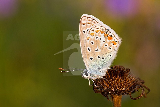 Common Blue, Polyommatus icarus, Hauhechel-Bläuling, Germany (Baden-Württemberg), imago stock-image by Agami/Ralph Martin,