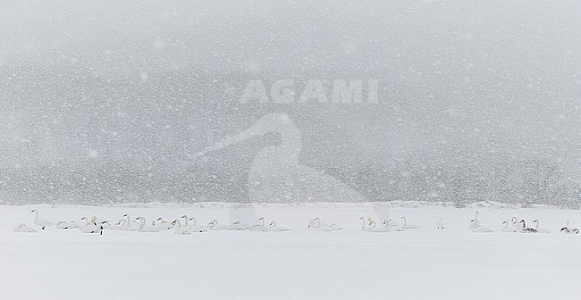 Whooper Swan (Cygnus cygnus) Hokkaido Japan February 2014 stock-image by Agami/Markus Varesvuo,