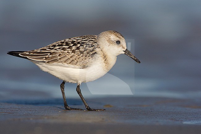 Drieteenstrandloper, Sanderling, Calidris alba stock-image by Agami/Arie Ouwerkerk,