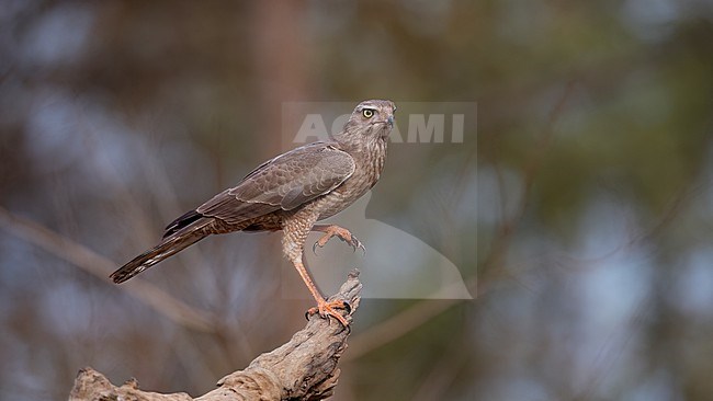 Side view of a young Dark Chanting Goshawk (Melierax metabates) roosting on a branch. Gambia, Africa stock-image by Agami/Markku Rantala,