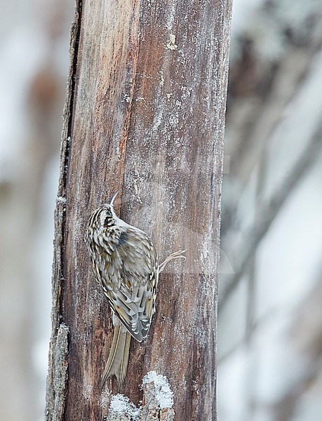 Eurasian treecreeper (Certhia familiaris) wintering in Finland. stock-image by Agami/Markus Varesvuo,