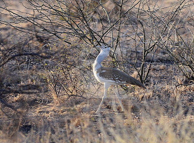 Arabian Bustard, Ardeotis arabs, in Ethiopia. stock-image by Agami/Laurens Steijn,