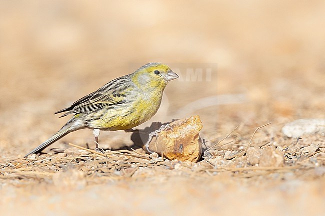 Atlantic Canary (Serinus canaria) foraging on the ground, against an orange background, in Tenerife, Canary islands. stock-image by Agami/Sylvain Reyt,
