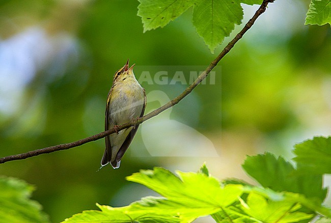 Wood Warbler (Phylloscopus sibilatrix) in forest in the Netherlands. stock-image by Agami/Marc Guyt,