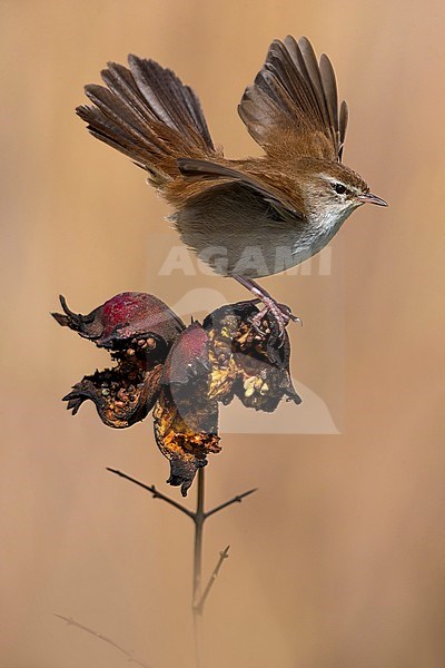 Cetti's Warbler (Cettia cetti) perched on a twig in an Italian swamp, against brown background. stock-image by Agami/Daniele Occhiato,