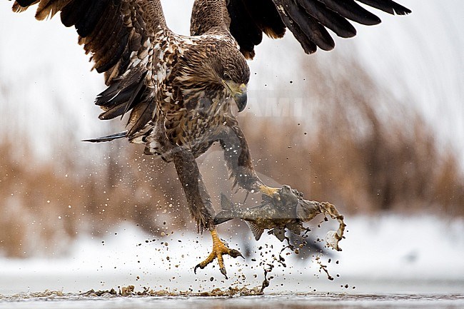 Zeearend met prooi;  White-tailed Eagle with prey stock-image by Agami/Bence Mate,