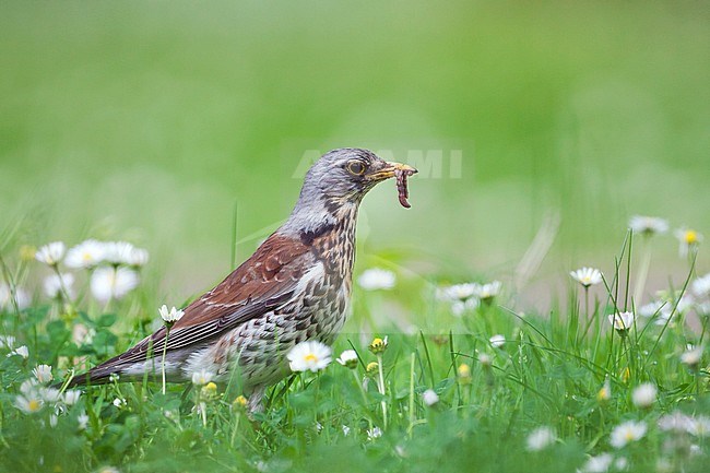 Fieldfare - Wacholderdrossel - Turdus pilaris, Germany, adult stock-image by Agami/Ralph Martin,