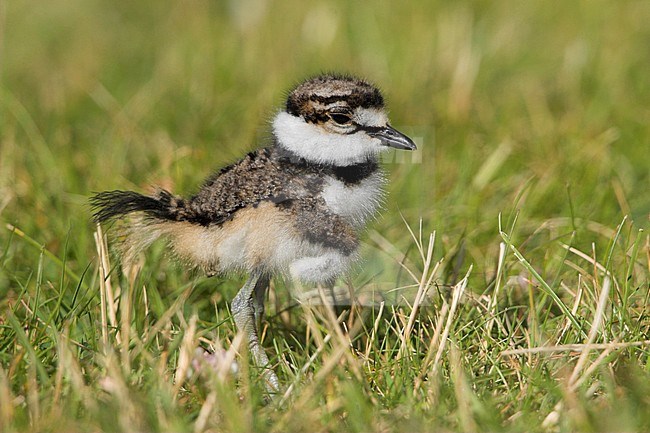 Killdeer (Charadrius vociferus) in the grass in Victoria, BC, Canada. stock-image by Agami/Glenn Bartley,