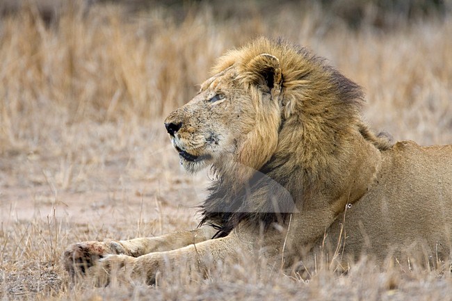 Mannetje Afrikaanse Leeuw; Male African Lion stock-image by Agami/Marc Guyt,