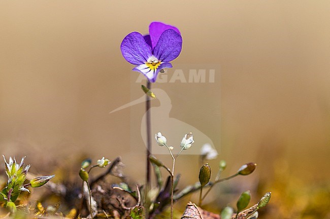 Duinviooltje, Dune Pansy, Viola tricolor subsp. curtisii stock-image by Agami/Wil Leurs,