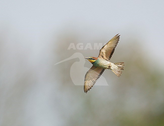 Just, newly, fledged juvenile, young European Bee-eater (Merops apiaster) flying for the first time above a small breeding colony in Limburg showing underside and underwings. because of its long stay in the nesting hole the plumage is a bit soiled and dirty. This species is rare in the Netherlands as a new breeding bird species. stock-image by Agami/Ran Schols,