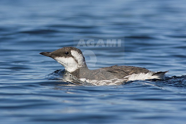 Common Murre (Uria aalge) swimming on the ocean near Victoria, BC, Canada. stock-image by Agami/Glenn Bartley,