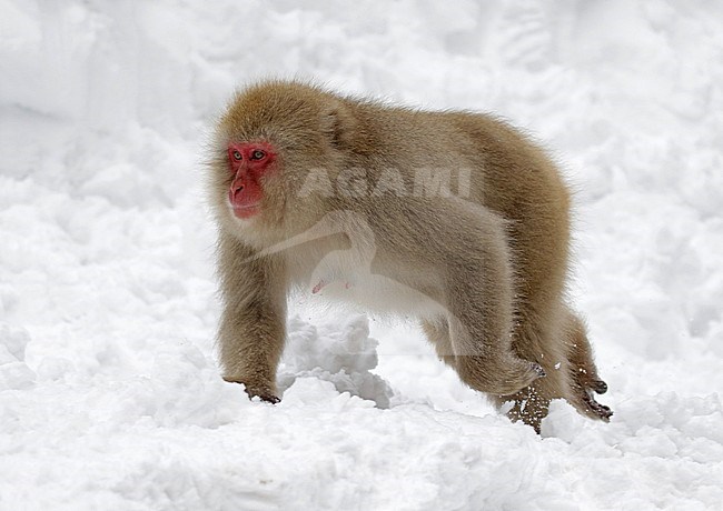 Japanese macaque or Snow Monkey (Macaca fuscata) in the snow stock-image by Agami/Pete Morris,