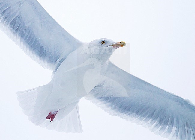 Glaucous Gull, Grote Burgemeester, Larus hyperboreus ssp. hyperboreus, Norway, adult, winter stock-image by Agami/Ralph Martin,