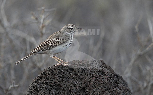 Berthelot's Pipit (Anthus berthelotii berthelotii) perched on a rock at la Rasca, Tenerife, Canary Islands stock-image by Agami/Helge Sorensen,