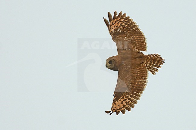 Marsh Owl (Asio capensis) at Merja Zerga, northern Morocco stock-image by Agami/Eduard Sangster,