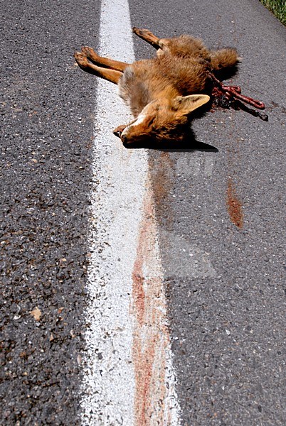 Doodgereden Vos, Red Fox roadkill stock-image by Agami/Marten van Dijl,