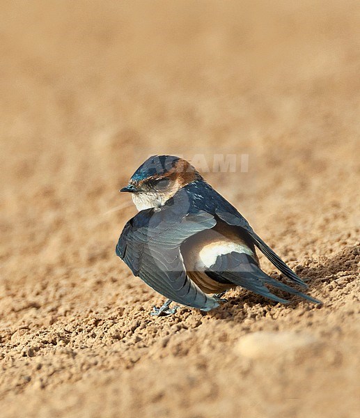 Adult Red-rumped Swallow (Cecropis daurica) in Israel stock-image by Agami/Marc Guyt,