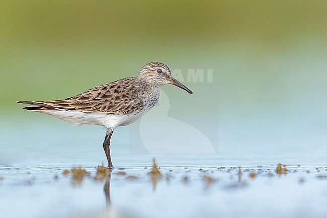 Adult breeding
Galveston Co., TX
May 2023 stock-image by Agami/Brian E Small,