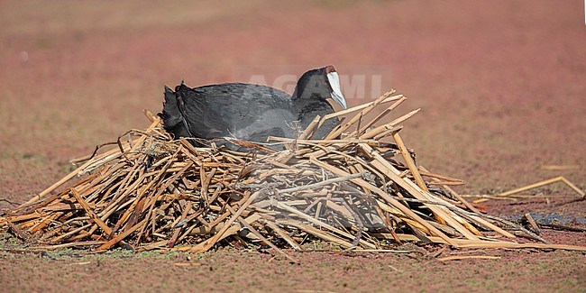 Red-knobbed Coot (Fulica cristata) at a nest near Johannesburg, South Africa. stock-image by Agami/Tom Friedel,