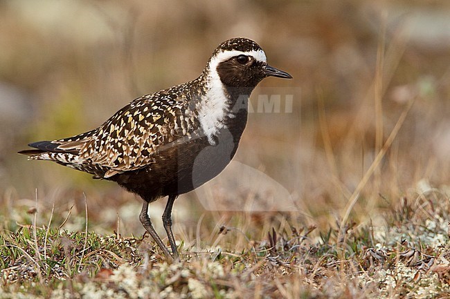 American Golden-Plover (Pluvialis dominica) on the tundra in Churchill, Manitoba, Canada. stock-image by Agami/Glenn Bartley,