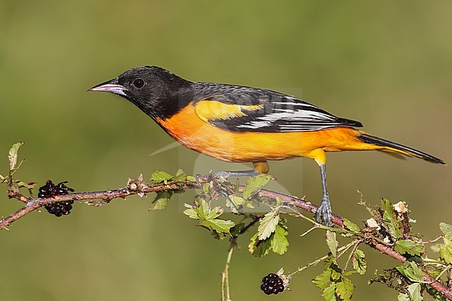 Adult male
Galveston Co., TX
April 2012 stock-image by Agami/Brian E Small,