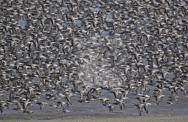 Red Knot and Dunlin on high water rest area on Griend, Netherlands stock-image by Agami/Rene Pop ,