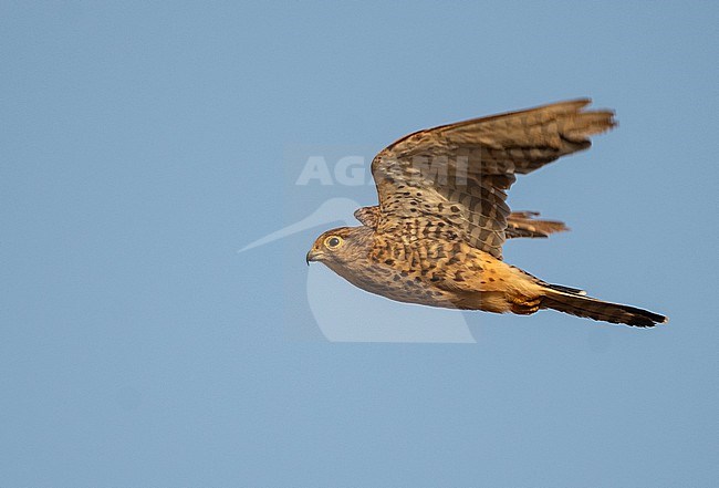 Neglected Kestrel (Falco tinnunculus neglectus) is a subspecies of Common Kestrel, but is sometimes considered as a full species. With i's short wings it is perfectly adapted to it's main food source: small reptiles like gecko's. stock-image by Agami/Eduard Sangster,