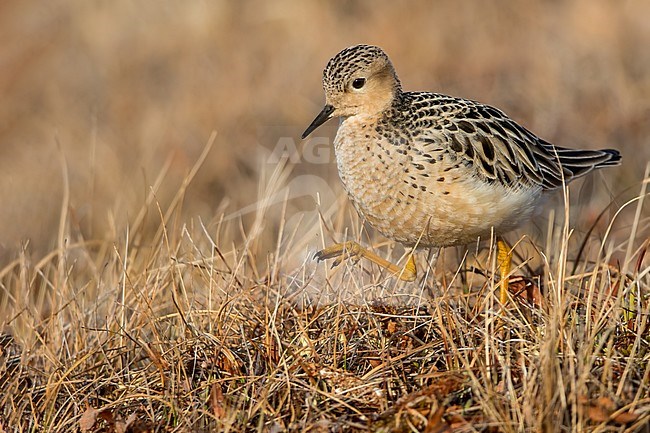 Adult Buff-breasted Sandpiper (Calidris subruficollis) on the arctic tundra near Barrow in northern Alaska, United States. stock-image by Agami/Dubi Shapiro,