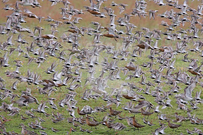 Groep Bonte Strandlopers op hoogwatervluchtplaats; Group of Dunlin at hight tide roost stock-image by Agami/Arie Ouwerkerk,