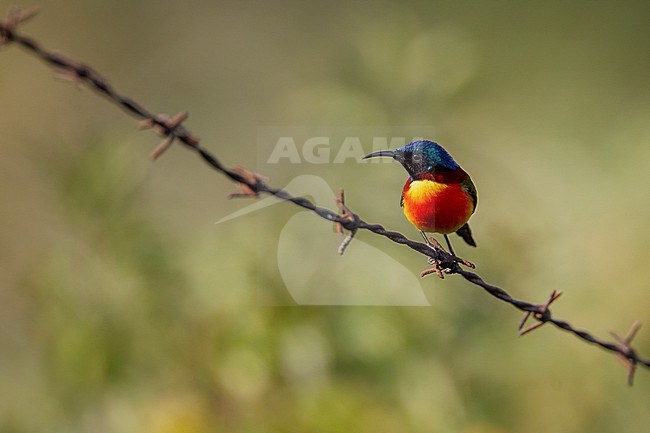 Male Green-tailed Sunbird (Aethopyga nipalensis) at Doi Inthanon, Thailand stock-image by Agami/Helge Sorensen,