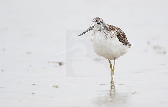Groenpootruiter zomerkleed staand in water; Common Greenshank summerplumage perched in water stock-image by Agami/Markus Varesvuo,